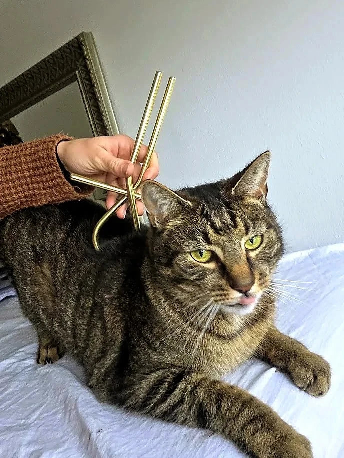 Energetische behandelingen voor katten met Ankh healing bij Praktijk Kenda