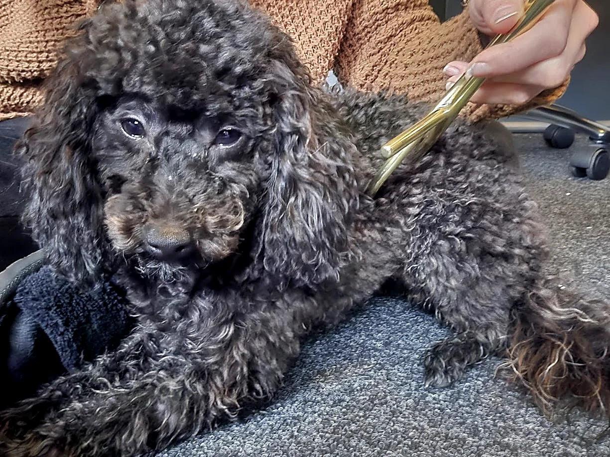 Energetische sessies voor honden met Ankh healing