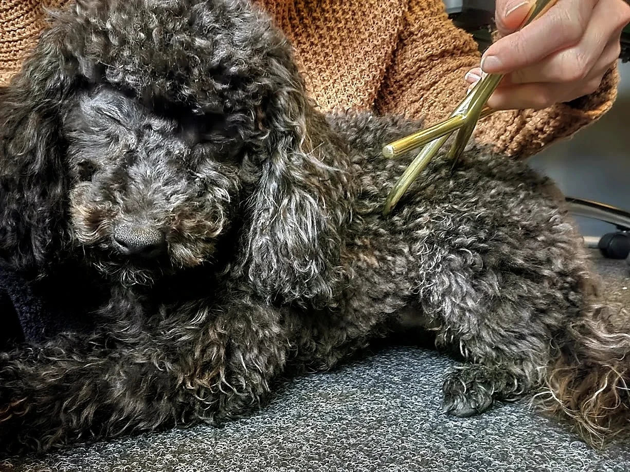 Energetische behandeling hond - ontspanning tijdens behandeling