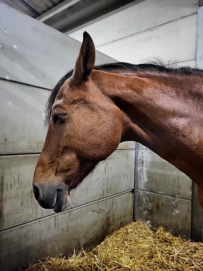 Paard ontspant tijdens energetische sessie